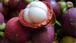 What are the conditions for exporting mangosteens abroad?