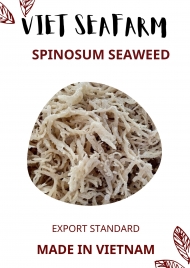 Spinosum Seaweed