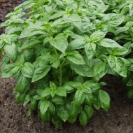 Basil