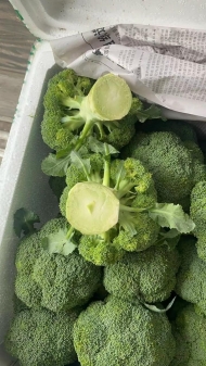 Broccoli