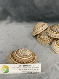 Brown & White Sundial Seashells