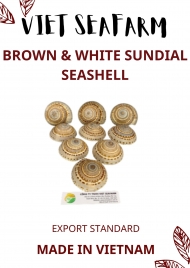 Brown & White Sundial Seashells