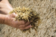 CORN SILAGE