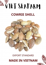 Cowrie Shell