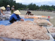 Dried baby shrimp