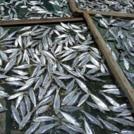 Dried Big Eyed Herring