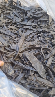 DRIED LEECHES