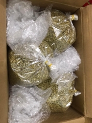 Styphnolobium Japonicum