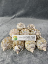 Japanese Bonnet Snail