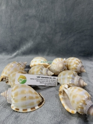 Japanese Bonnet Snail