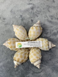 Japanese Bonnet Snail