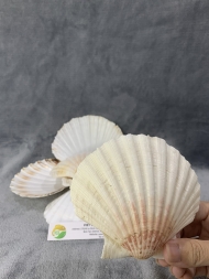 Scallop Shell