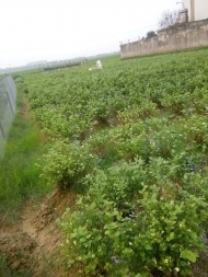 Jasmine Dried Flower