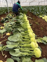 Kohlrabi