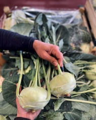 Kohlrabi