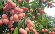 Lychee