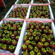Mangosteen