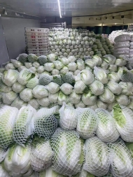 Napa Cabbage