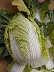 Napa Cabbage