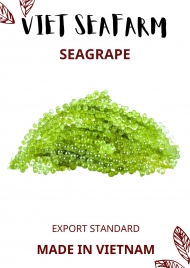 SeaGrapes