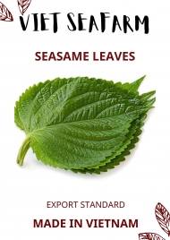 Sesame leaves