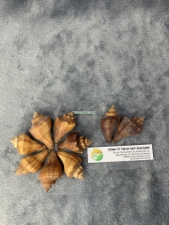 Spiral Melongena Shell