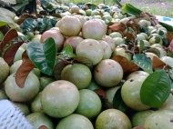 Star Apple