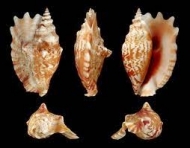 Strombus Sinatus Shell
