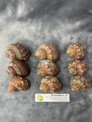 Tapestry Turban Seashell