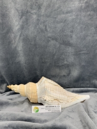 Trumpet Shell