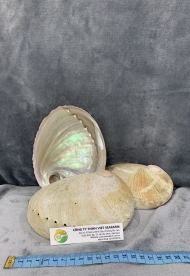 White Abalone