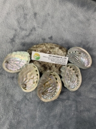 White Abalone